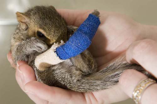 Squirrel with Cast