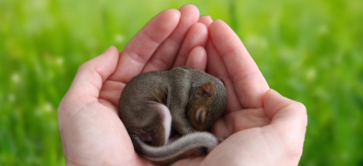 Squirrel in hands